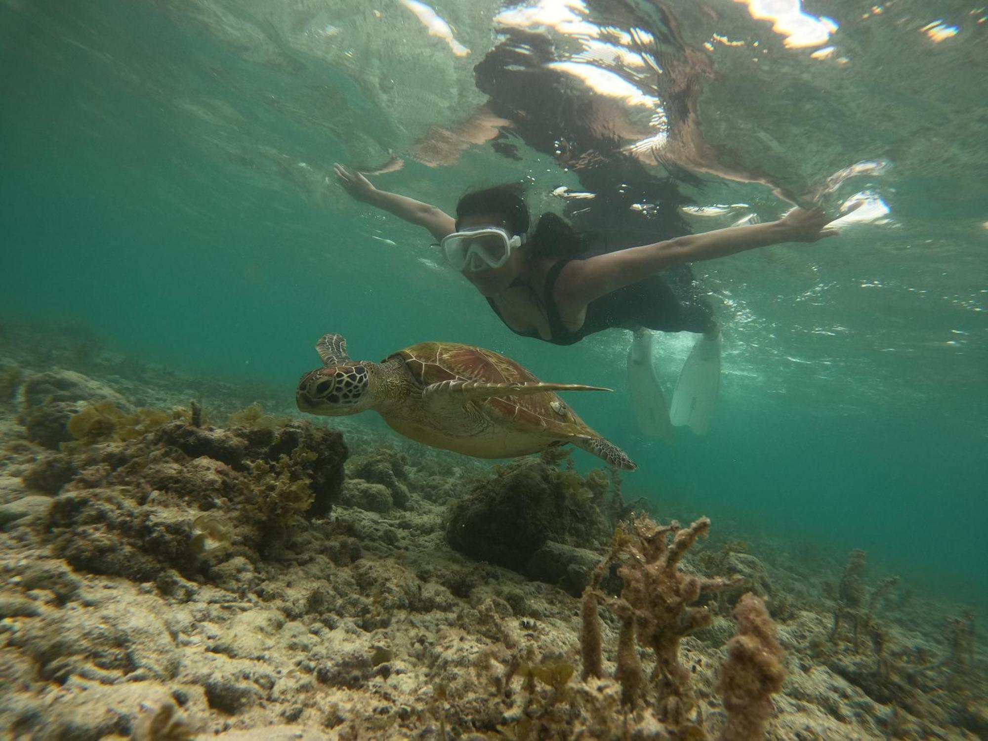 Moalboal Indino'S Guesthouse Sardines Run And Sea Turtle 1 Minute Walking Distance Buitenkant foto